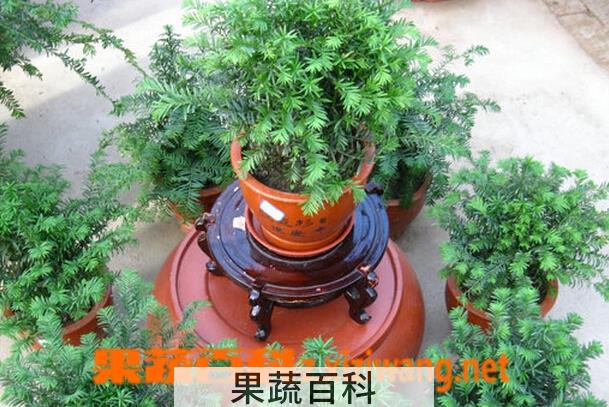 果蔬百科红豆杉盆栽