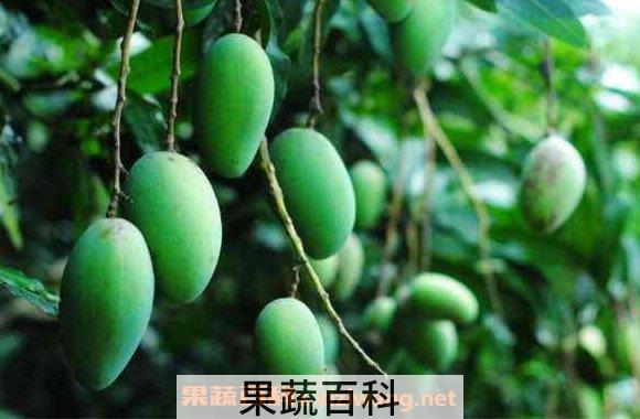 青芒果