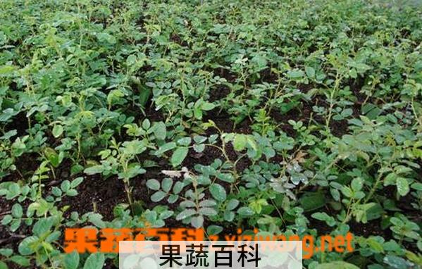果蔬百科玫瑰花苗