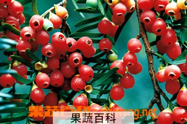 果蔬百科红豆杉的药用价值