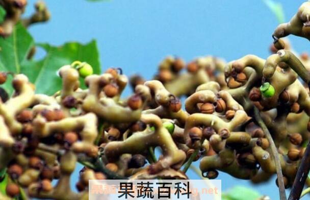 鸡爪梨的功效与作用 鸡爪梨怎么吃