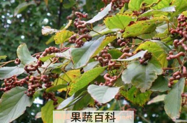 鸡爪梨的功效与作用 鸡爪梨怎么吃