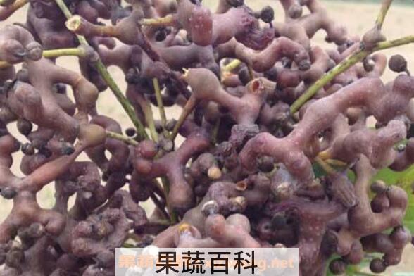 鸡爪梨泡酒有什么功效 鸡爪梨泡酒的步骤