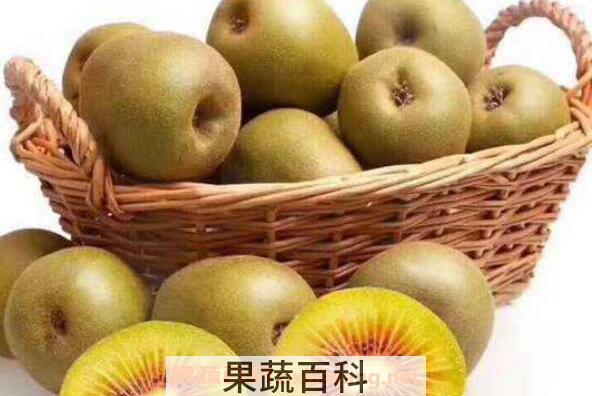 红心猕猴桃如何种植 红心猕猴桃种植方法技巧