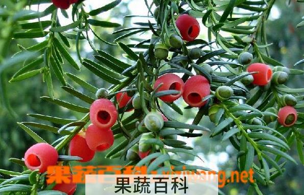 果蔬百科红豆杉的养殖方法