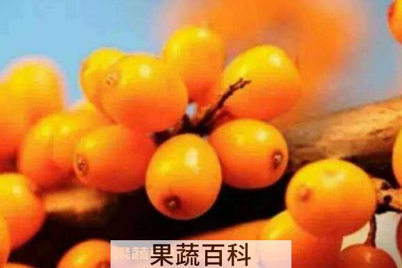 小春沙棘油是真的假的 小春沙棘油的副作用