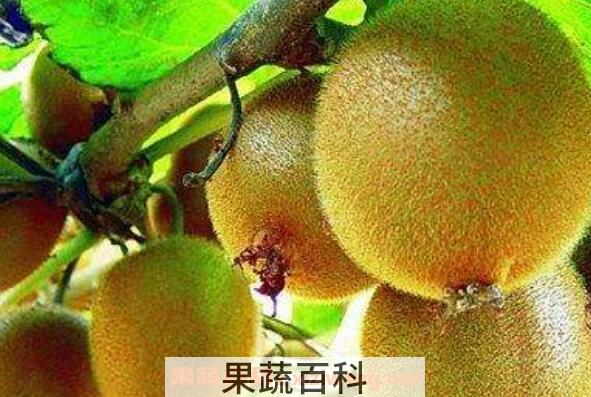 猕猴桃怎么保存 猕猴桃怎么放熟得快