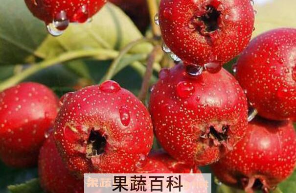 山楂的功效与作用 山楂的营养价值