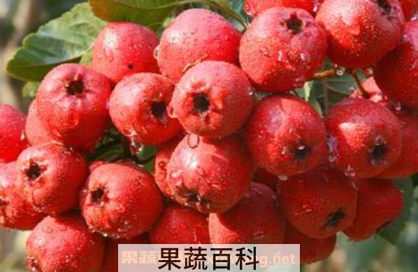 山楂的功效与作用 山楂的营养价值