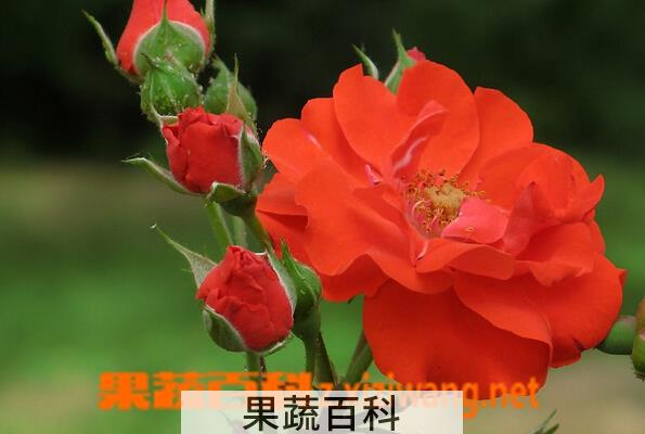 果蔬百科月季花的种类