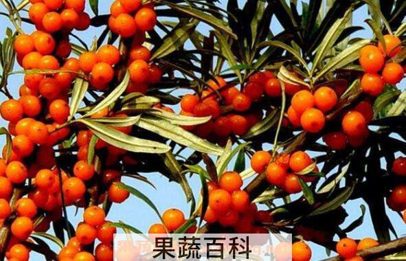 沙棘的副作用有哪些 沙棘的食用禁忌