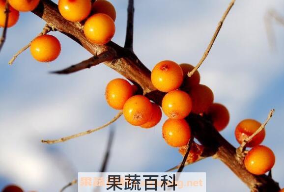 沙棘的副作用有哪些 沙棘的食用禁忌