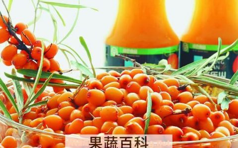 沙刺果功效禁忌有哪些呢 沙棘果的功效与用法