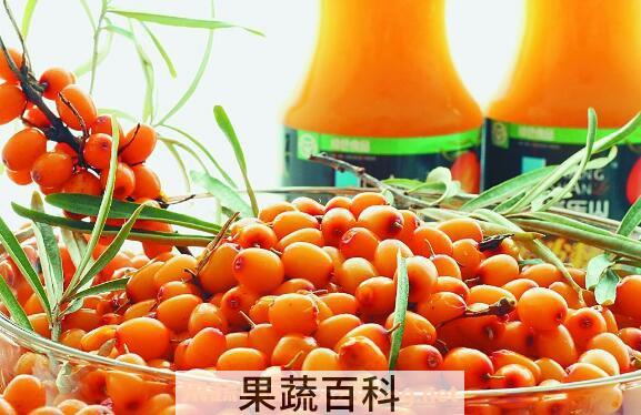 沙刺果的功效与作用 沙刺果的食用禁忌