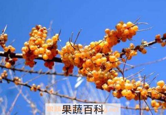 沙刺果的功效与作用 沙刺果的食用禁忌