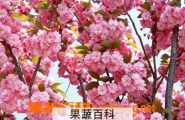 果蔬百科樱花的种类