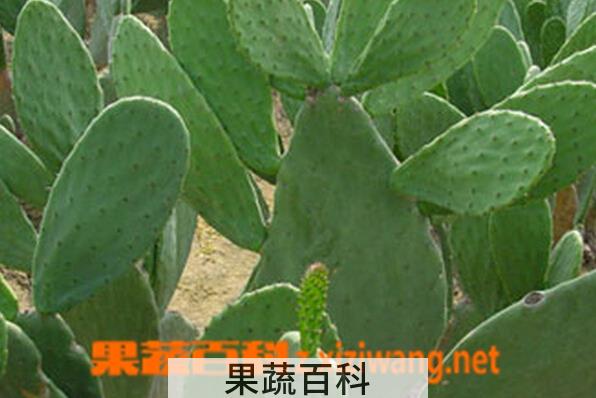 果蔬百科食用仙人掌