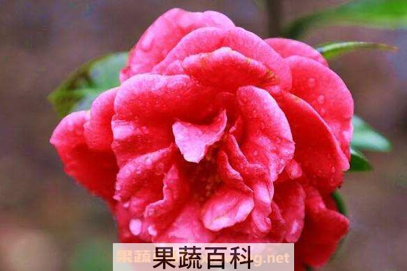 山茶花油的副作用 长期用山茶花油的危害
