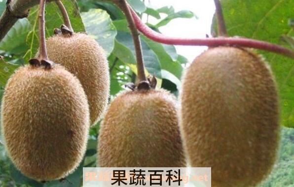猕猴桃怎么吃 猕猴桃怎么去皮