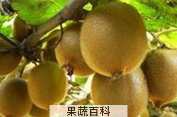 猕猴桃怎么吃 猕猴桃怎么去皮