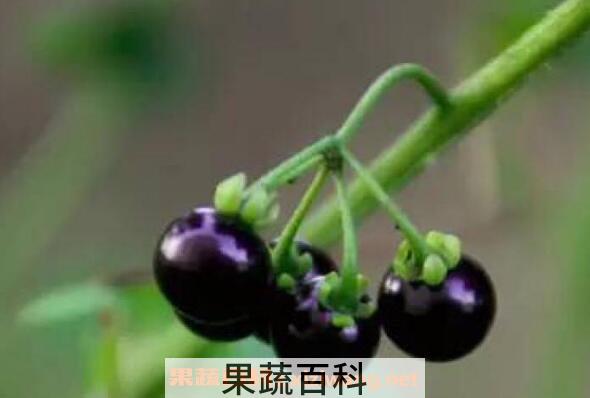 龙葵果怎么吃 龙葵果可以生吃吗