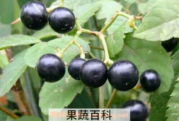 龙葵果怎么吃 龙葵果可以生吃吗