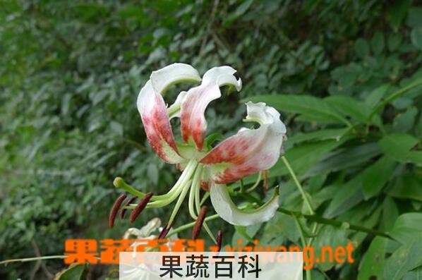 果蔬百科野生百合花