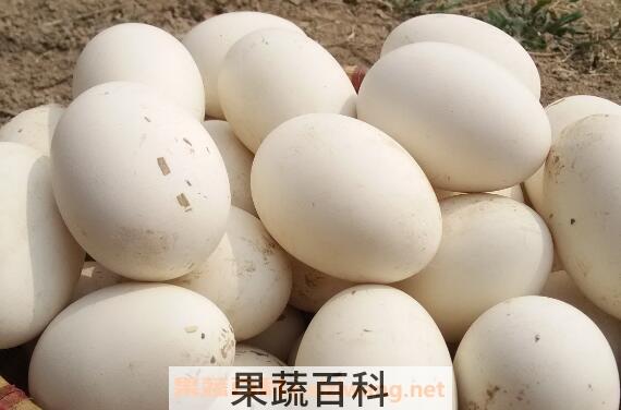 小孩吃鹅蛋有什么好处 鹅蛋怎么吃不腥