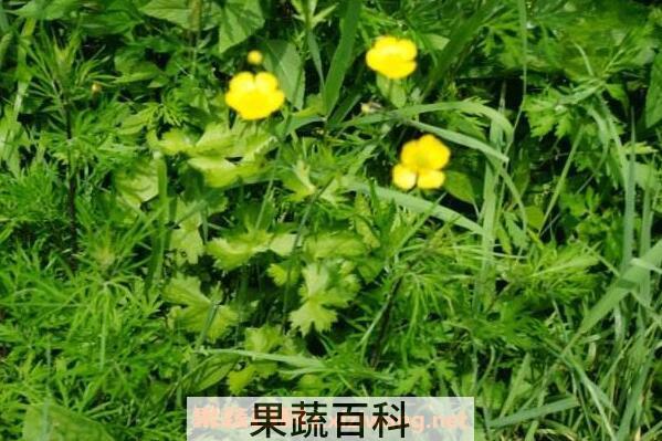 野黄花根的功效与作用 野黄花根的副作用