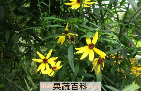 野黄花根的功效与作用 野黄花根的副作用