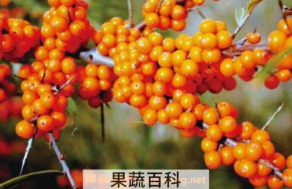 沙棘的功效与作用 沙棘怎么吃效果好