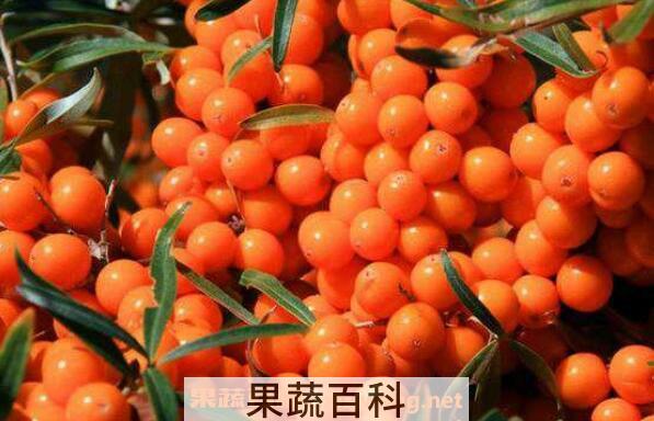 沙棘的功效与作用 沙棘怎么吃效果好