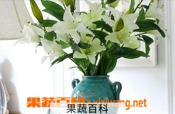 果蔬百科养百合花水里放什么