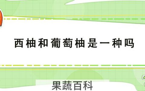 西柚和葡萄柚是一种吗