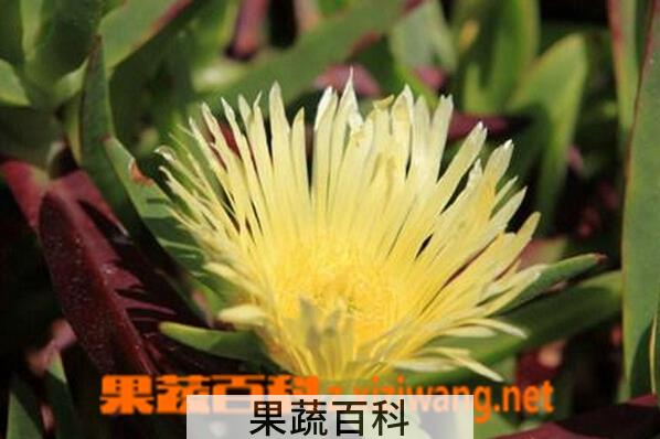 果蔬百科霸王花