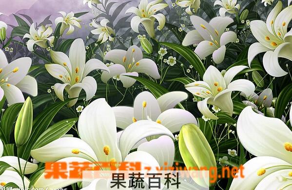 果蔬百科百合花药用功效