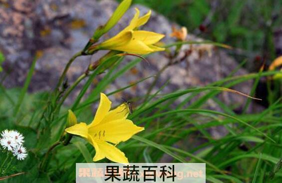 野黄花根怎么熬水 黄花熬水的功效与作用