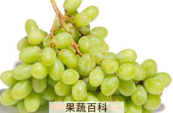 青提子的功效与作用