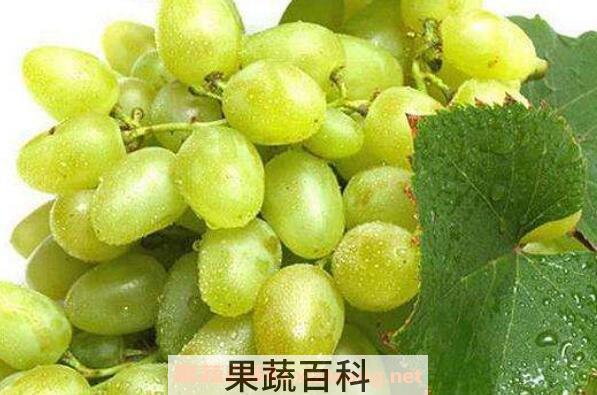 青提子的功效与作用