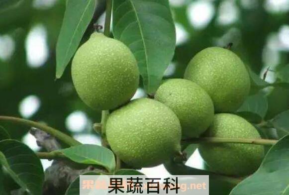 青皮核桃怎么吃 青皮核桃怎么清理