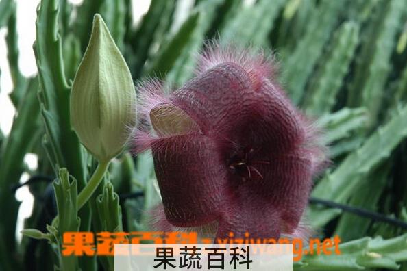 果蔬百科仙人剑花