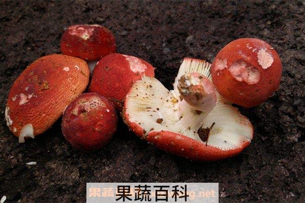 红菌菇