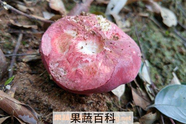 红菌菇
