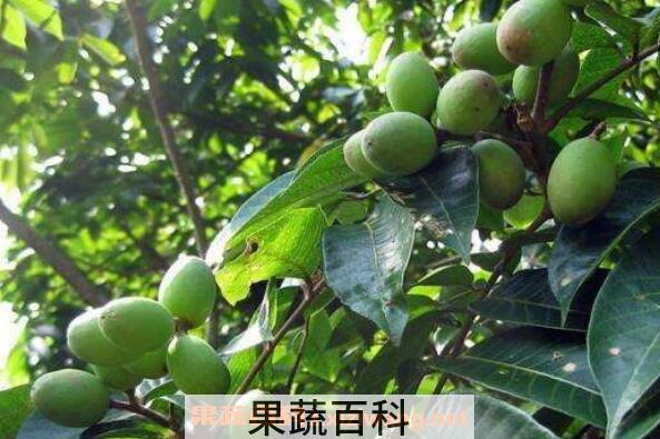 青果泡酒有什么作用 青果泡酒的功效与作用