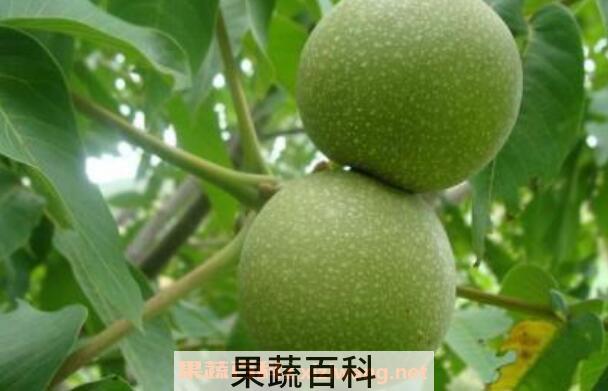 青皮核桃如何带皮储存