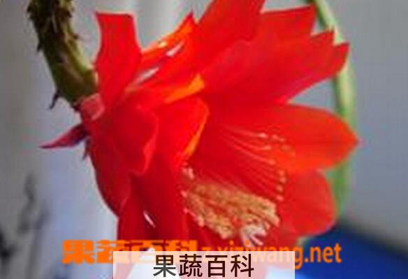 果蔬百科仙人剑花