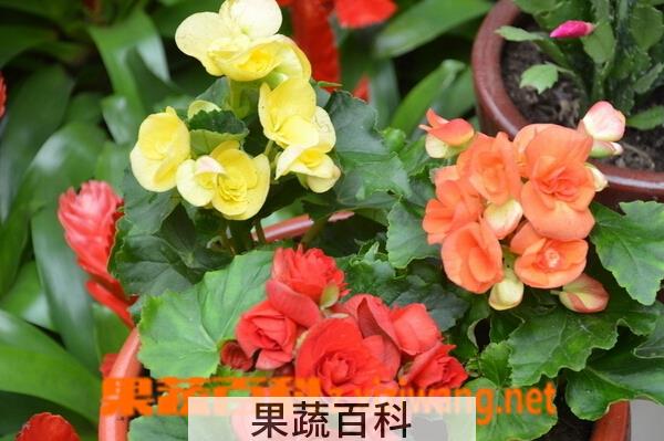 果蔬百科草本海棠花