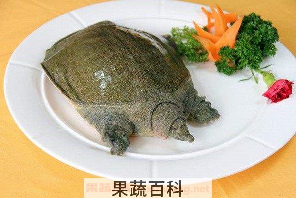 甲鱼