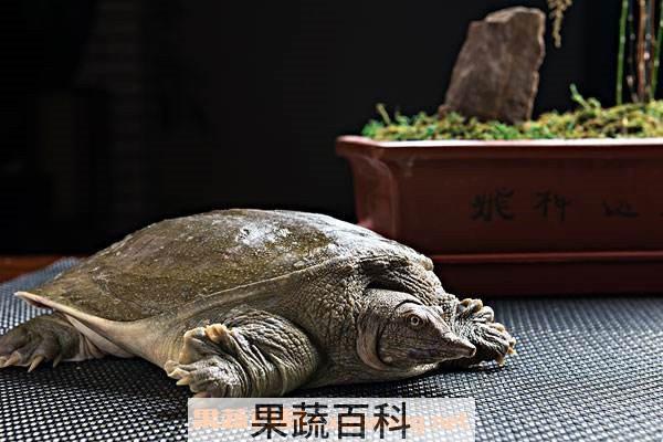 甲鱼