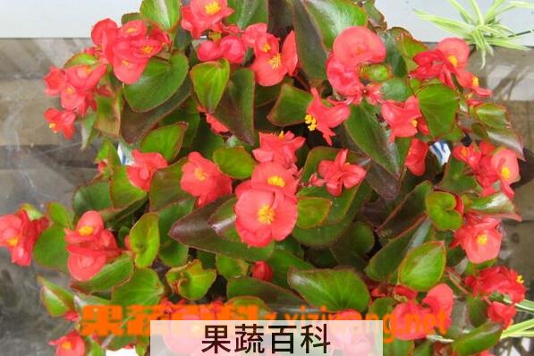 果蔬百科四季海棠花